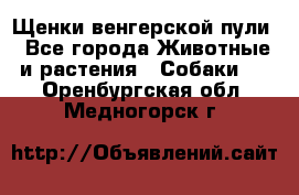 Щенки венгерской пули - Все города Животные и растения » Собаки   . Оренбургская обл.,Медногорск г.